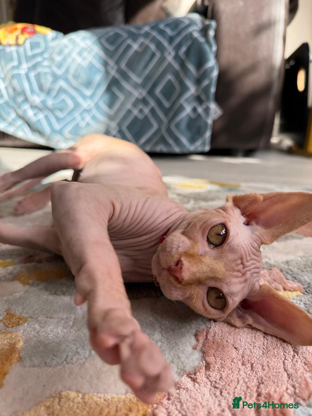 Sphynx cats for sale: Luna is looking for forever home - Advert 6