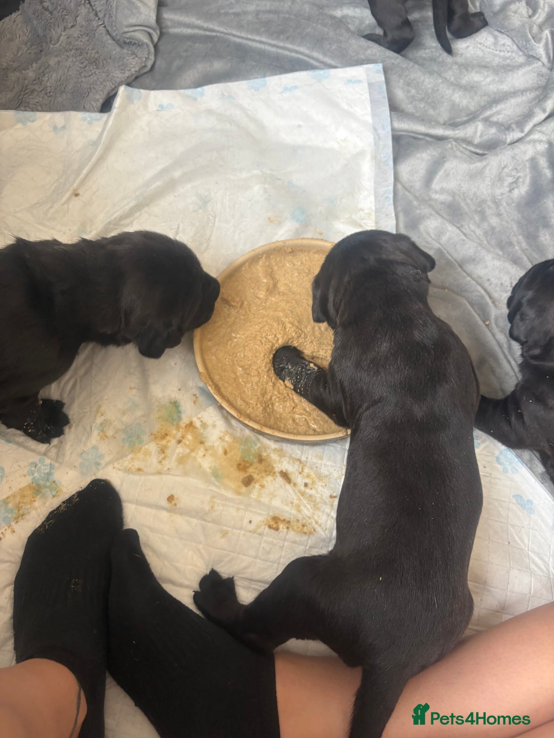 Mixed Breed dogs for sale: 3 beautiful boys for sale  - Image 20