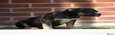 American Bully 2