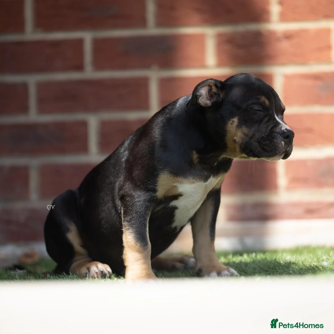American Bully dogs for sale: American pockets - Advert 7