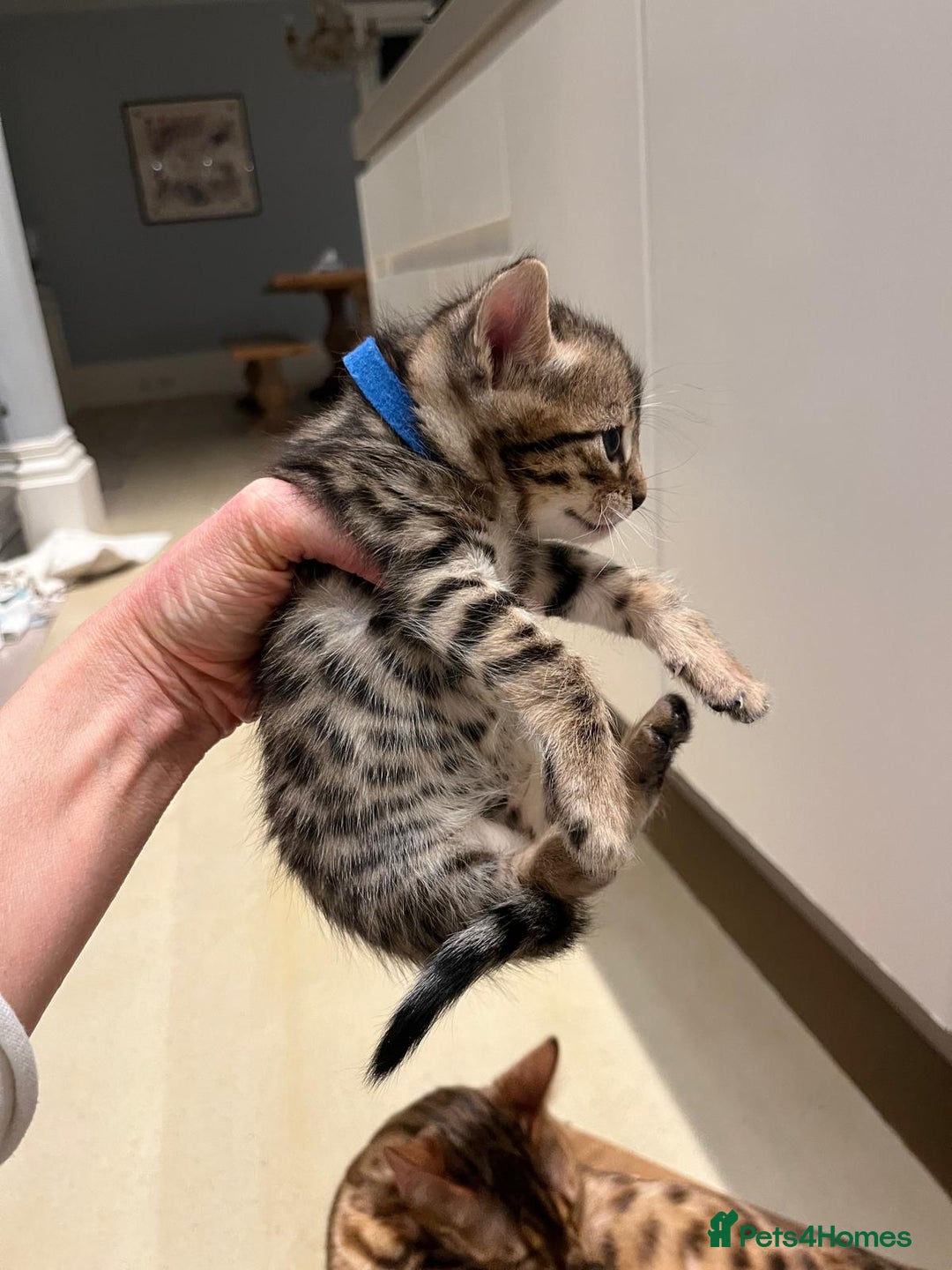 Bengal cats for sale: BEAUTIFUL BENGAL CROSS KITTENS-TWO GIRLS LEFT  - Advert 16