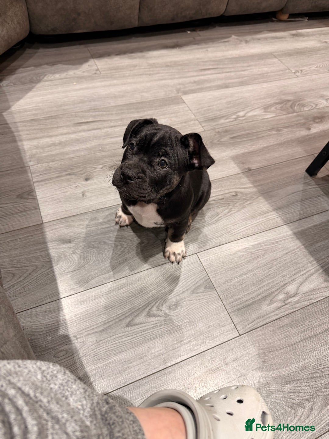 Mixed Breed dogs for sale: American french bully  - Advert 32