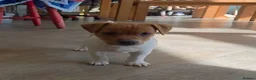 Jack Russell dogs for sale: Exquisite litter of Jack Russell Pups 🐾  - Advert 16