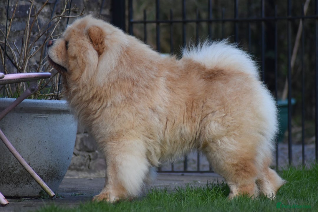 Chow Chow dogs for stud: KC registered Cream Hungarian Import at Stud - Image 6