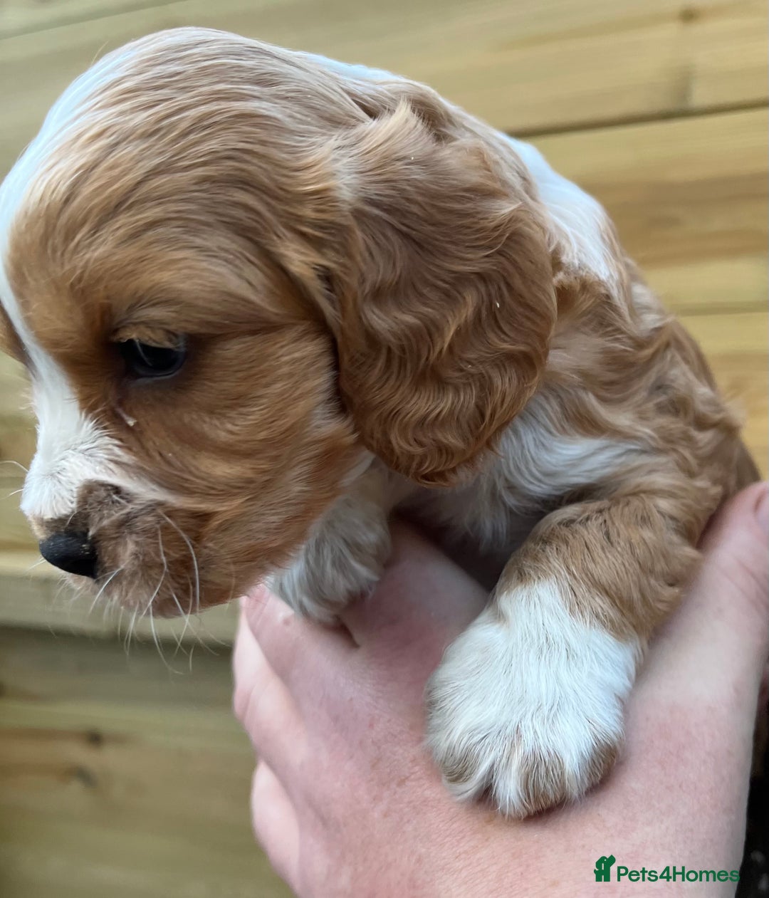 Cocker Spaniel dogs for sale: Stunning Health Tested WCS Pups - Advert 7