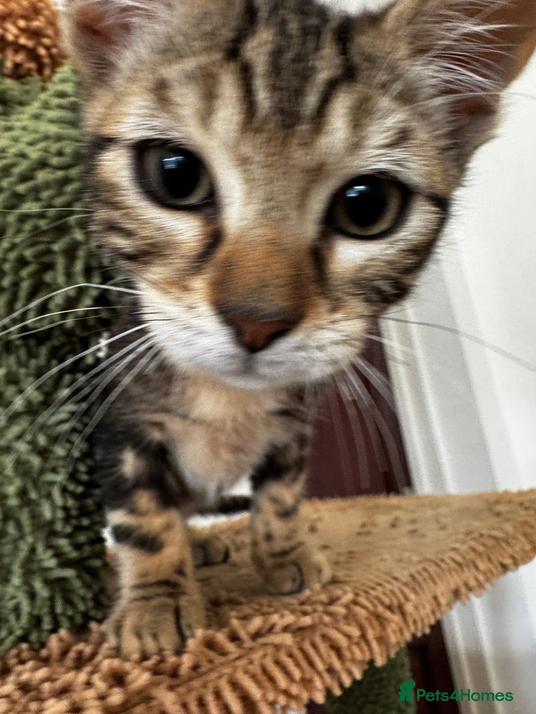 Mixed Breed cats for sale: Gorgeous Marble fur kitten - Ready now - Image 10