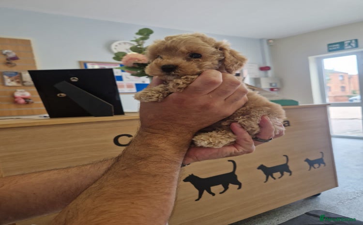 Cockapoo dogs in Loughborough - Advert 8