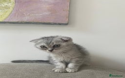 Scottish Fold cats for sale: Kittens scottish fold & Himalayan Persian mix  - Image 2