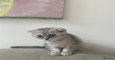 Scottish Fold cats - Advert 16