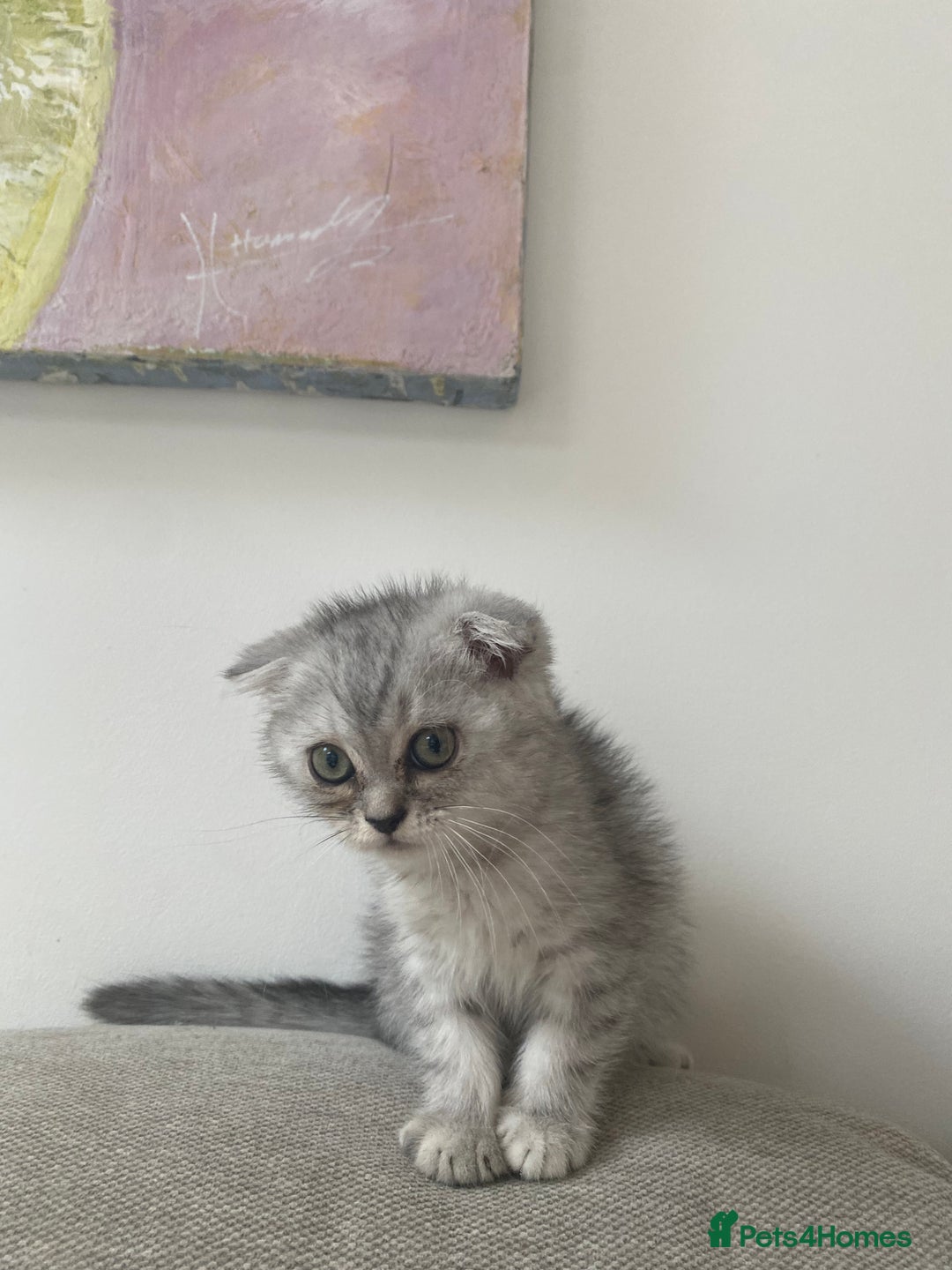 Scottish Fold cats for sale: Kittens scottish fold & Himalayan Persian mix  - Image 2