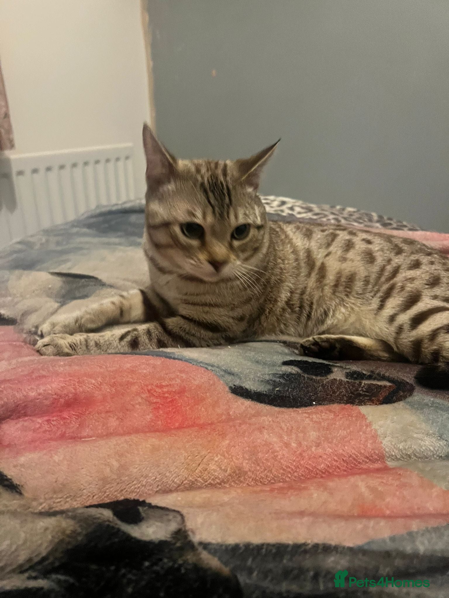Bengal cats for sale: Snow Bengal cat for sale - Advert 12