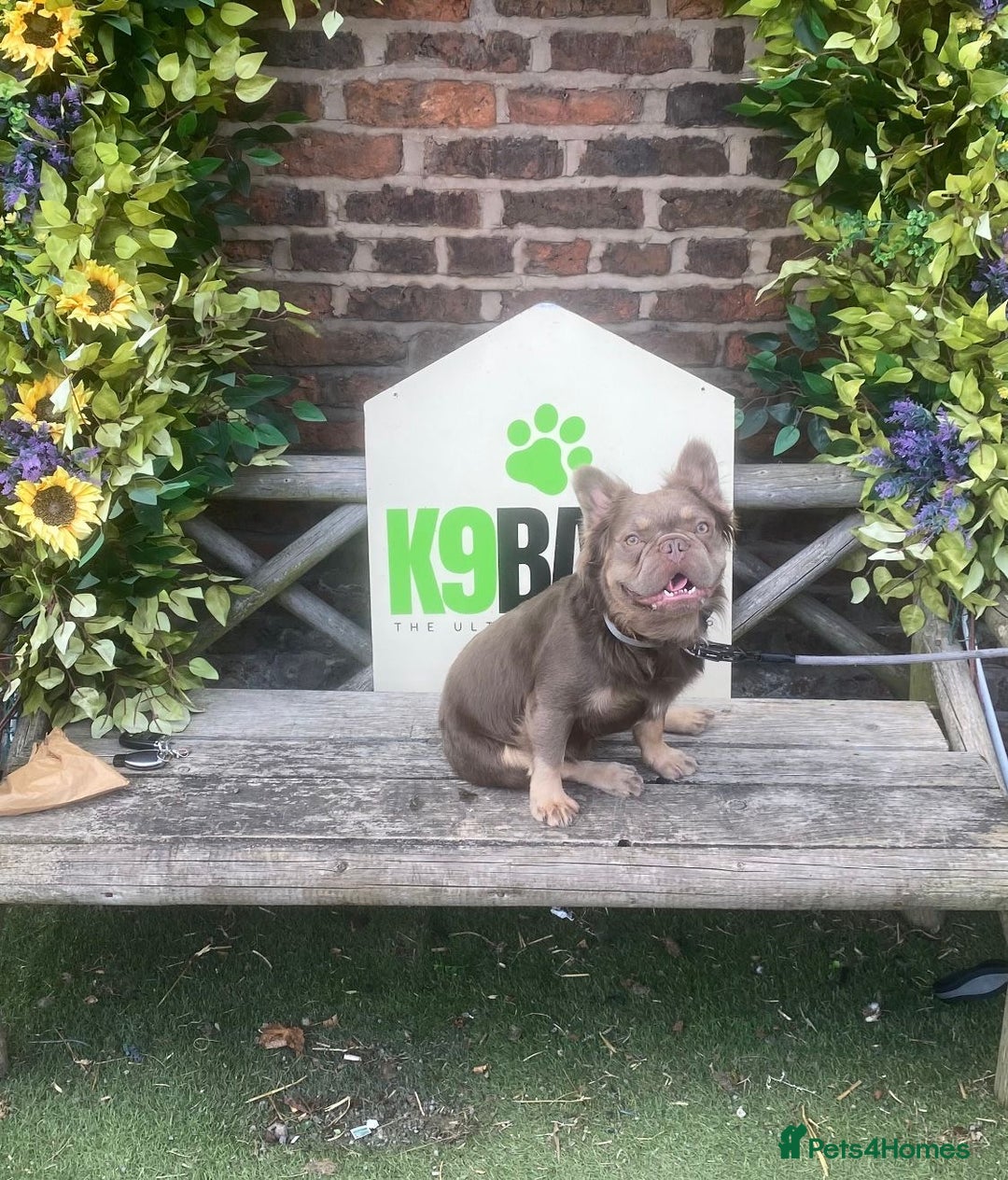 French Bulldog dogs for stud: Fluffy chocolate tri French bulldog stud - Advert 5