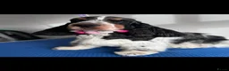 Cocker Spaniel dogs for sale: Show type Cocker Spaniel puppies  - Advert 6