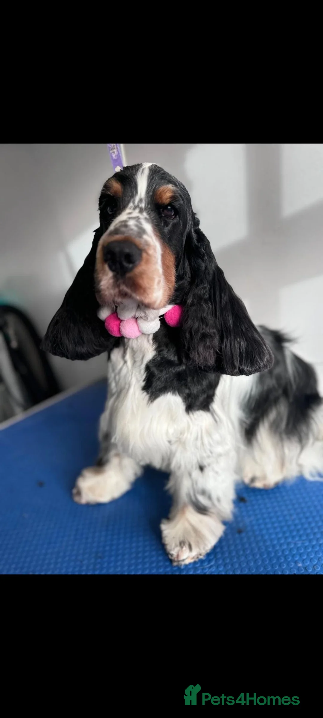 Cocker Spaniel dogs for sale: Show type Cocker Spaniel puppies  - Advert 6