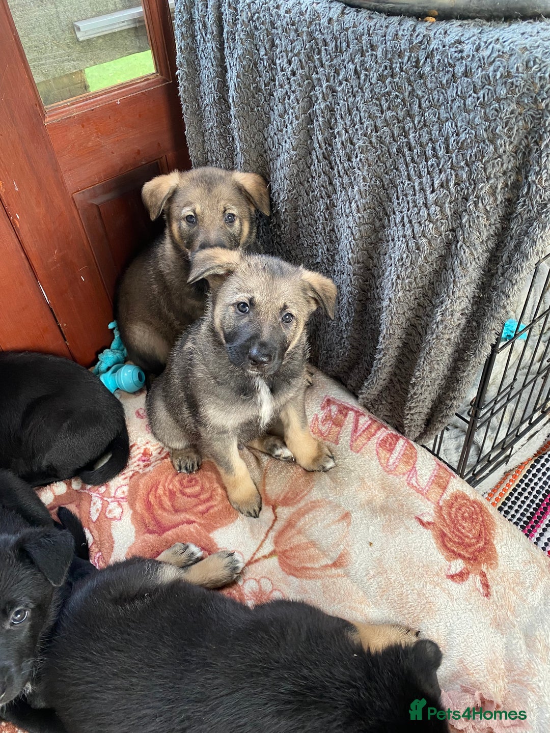 German Shepherd dogs for sale: Outstanding German shepherd pups  - Advert 11