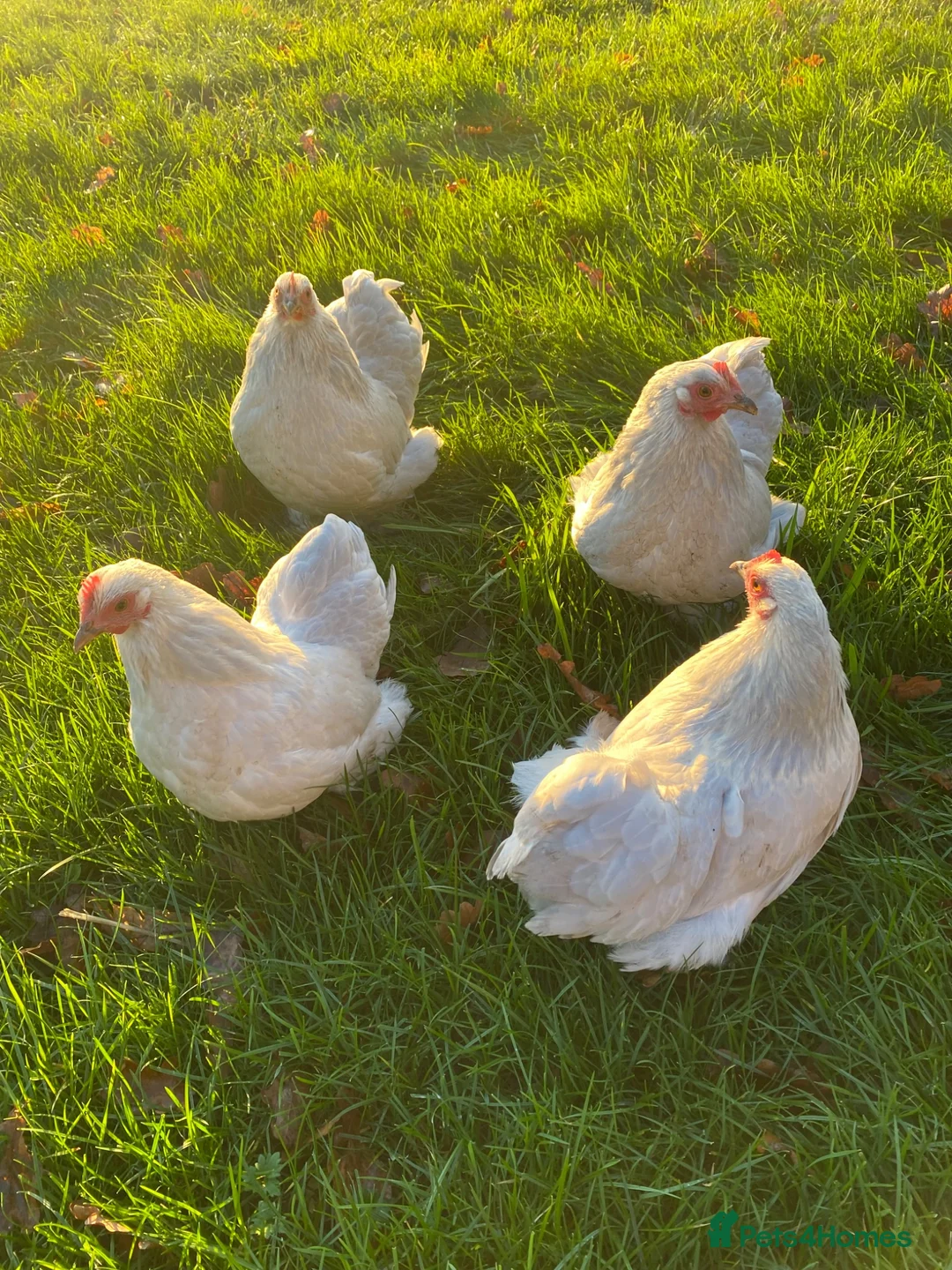 Chickens poultry for sale: Pekin bantam hatching eggs - Advert 3