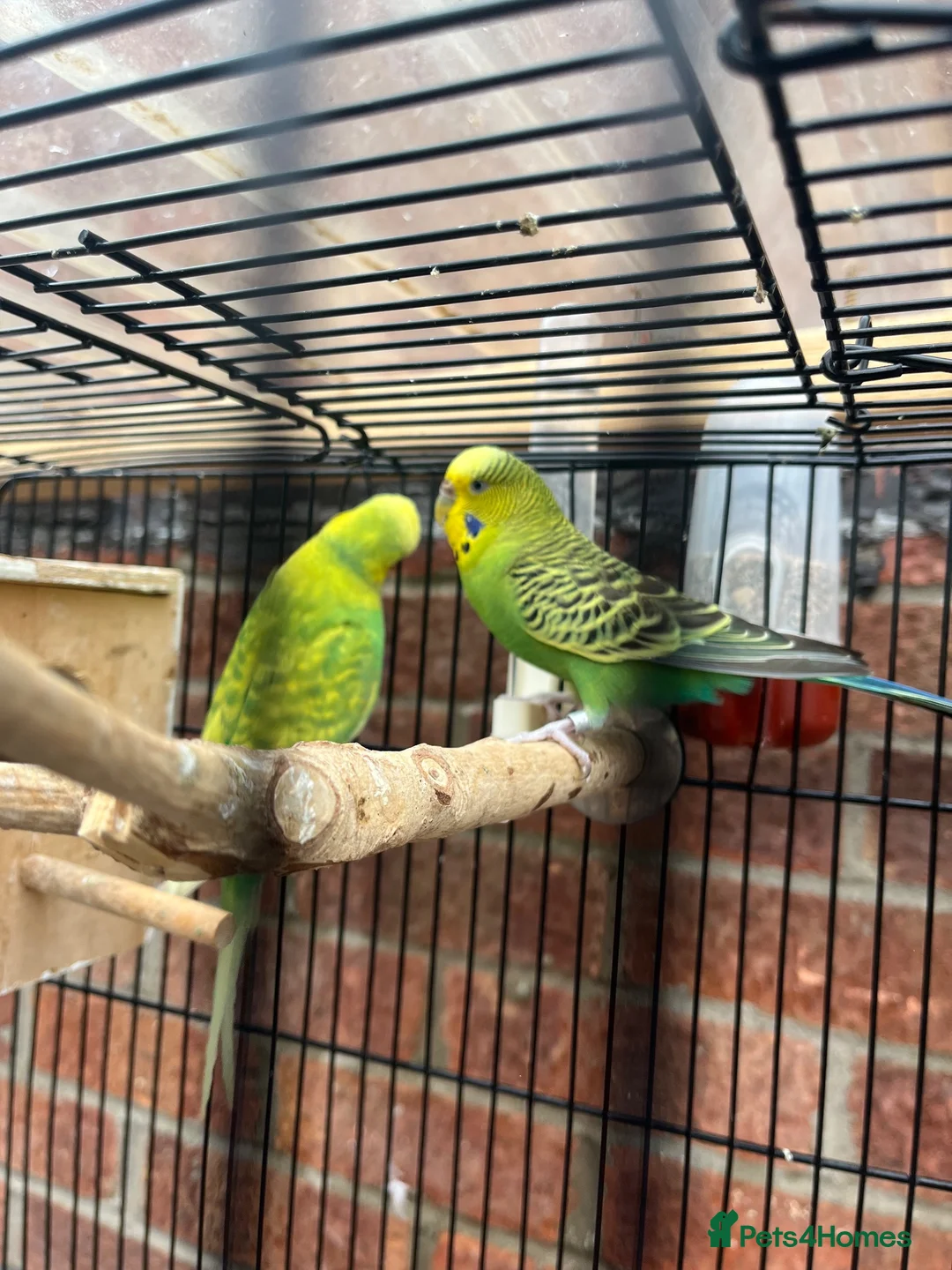 Budgerigars birds for sale: Pair of Budgies with the cage - Advert 2