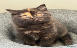 British Shorthair cats for sale: Rare Coloured British Shorthair kittens - Image 1