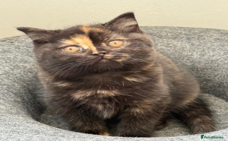 British Shorthair cats - Advert 1