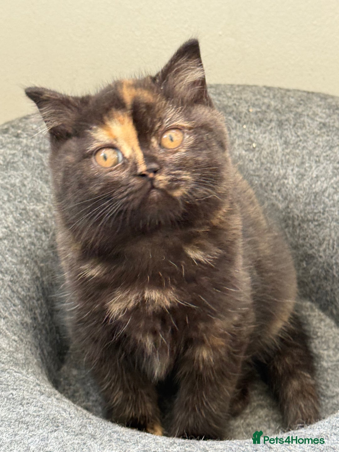 British Shorthair cats for sale: Rare Coloured British Shorthair kittens - Image 1