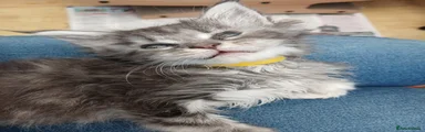 Maine Coon 6 Smudge
