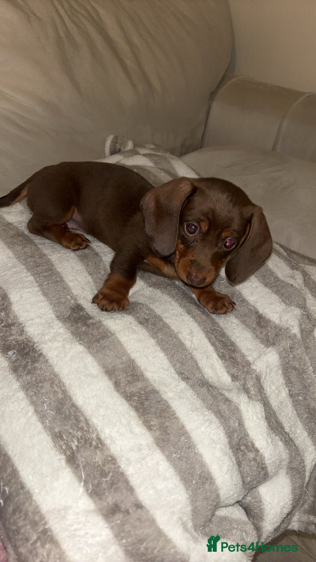 Dachshund dogs for sale: Mini long and smooth hair dachshund puppies  - Image 11