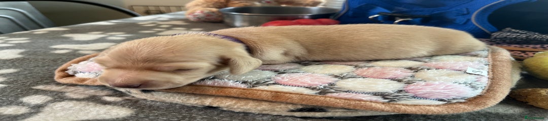 Miniature Dachshund Puppy 4