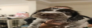 Archie