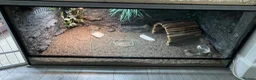 Tortoise reptiles for sale: leopard tortoise with terrarium - Advert 5