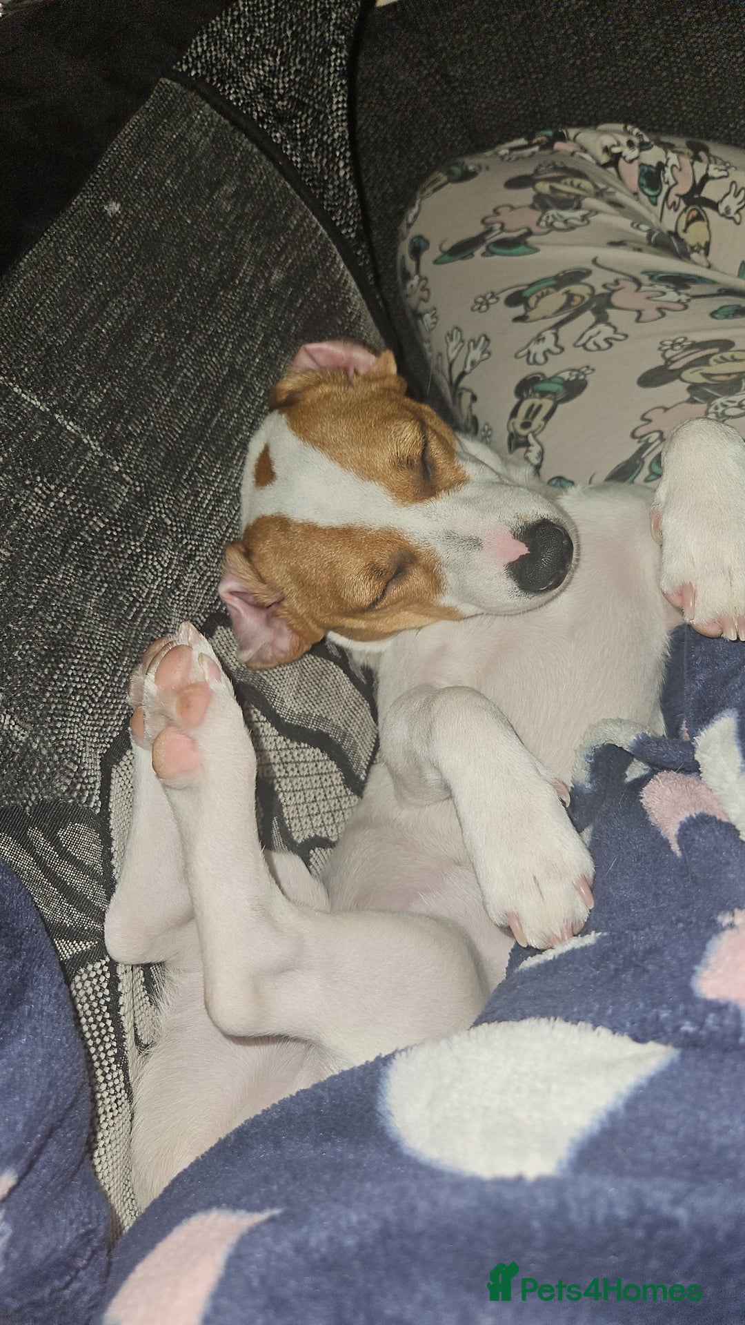 Jack Russell dogs for sale: Jack russel for sale - Advert 2