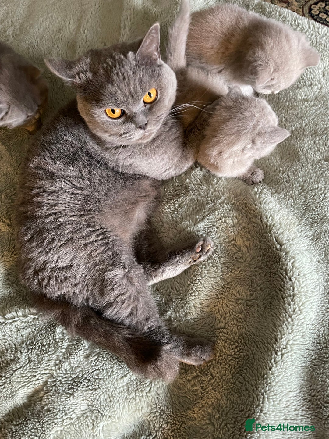 British Shorthair cats for sale: Champion Sired Female BSH - Advert 16