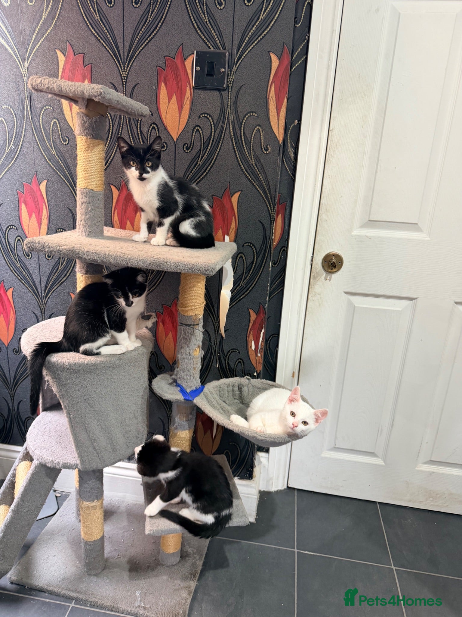 Mixed Breed cats Kittens for sale - Advert 2