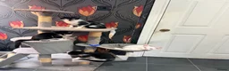 Mixed Breed cats for sale: Kittens for sale - Advert 2