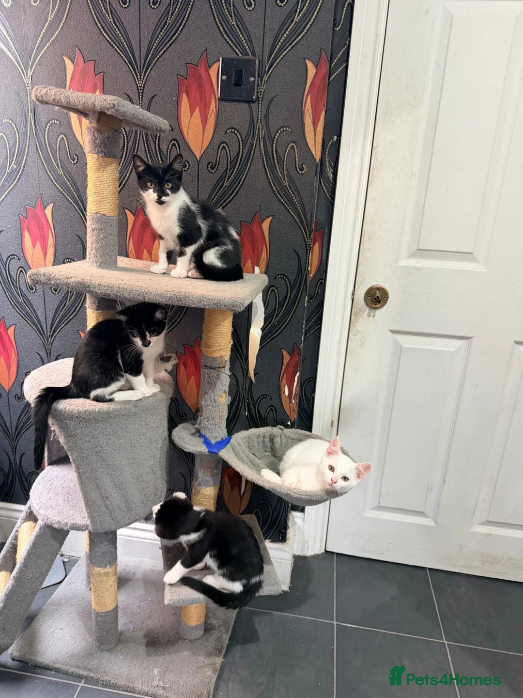 Mixed Breed cats for sale: Kittens for sale - Advert 2