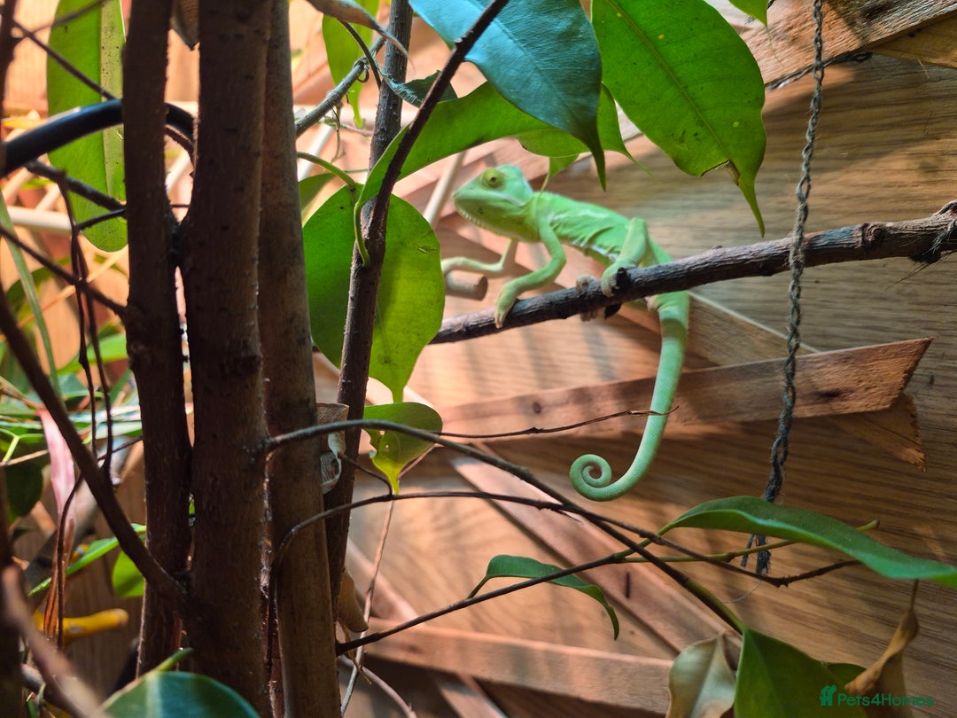 Chameleon reptiles for sale: Young Veiled Chameleon Female - Advert 1