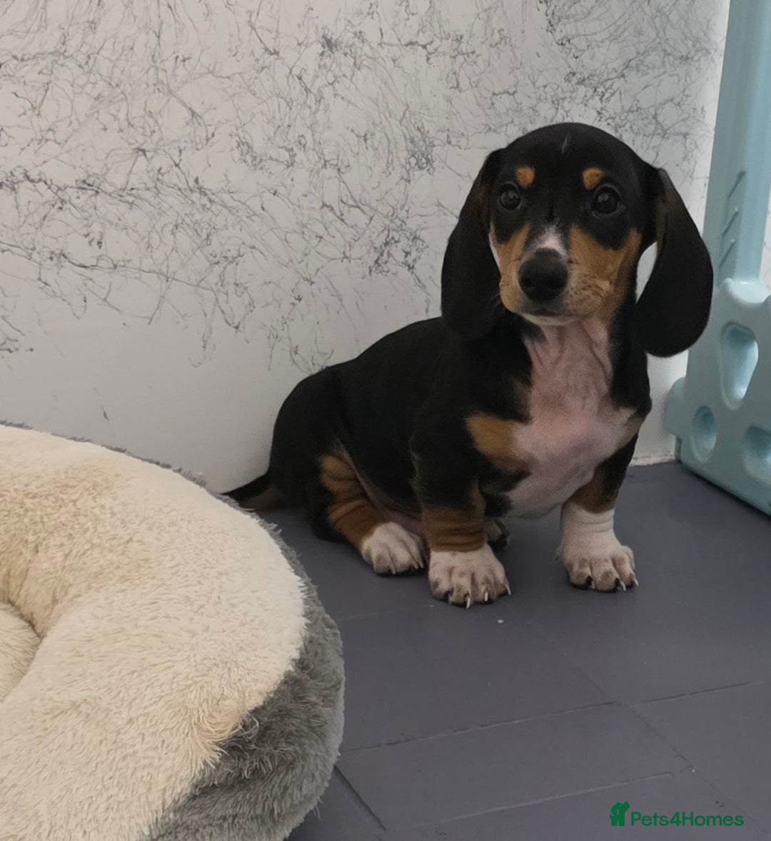 Miniature Dachshund dogs for sale: 🌟READY NOW🌟🐾Smooth coat Miniature Dachshund 🐾 - Advert 1