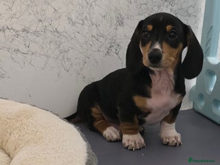 Miniature Dachshund dogs 🌟READY NOW🌟🐾Smooth coat Miniature Dachshund 🐾 - Advert 12