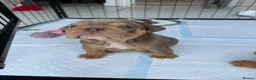 English Bulldog dogs for sale: KC Registered English Bulldogs in Liverpool - Advert 3