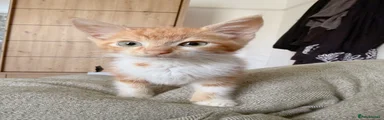 Fiji, ginger and white male kitten 
