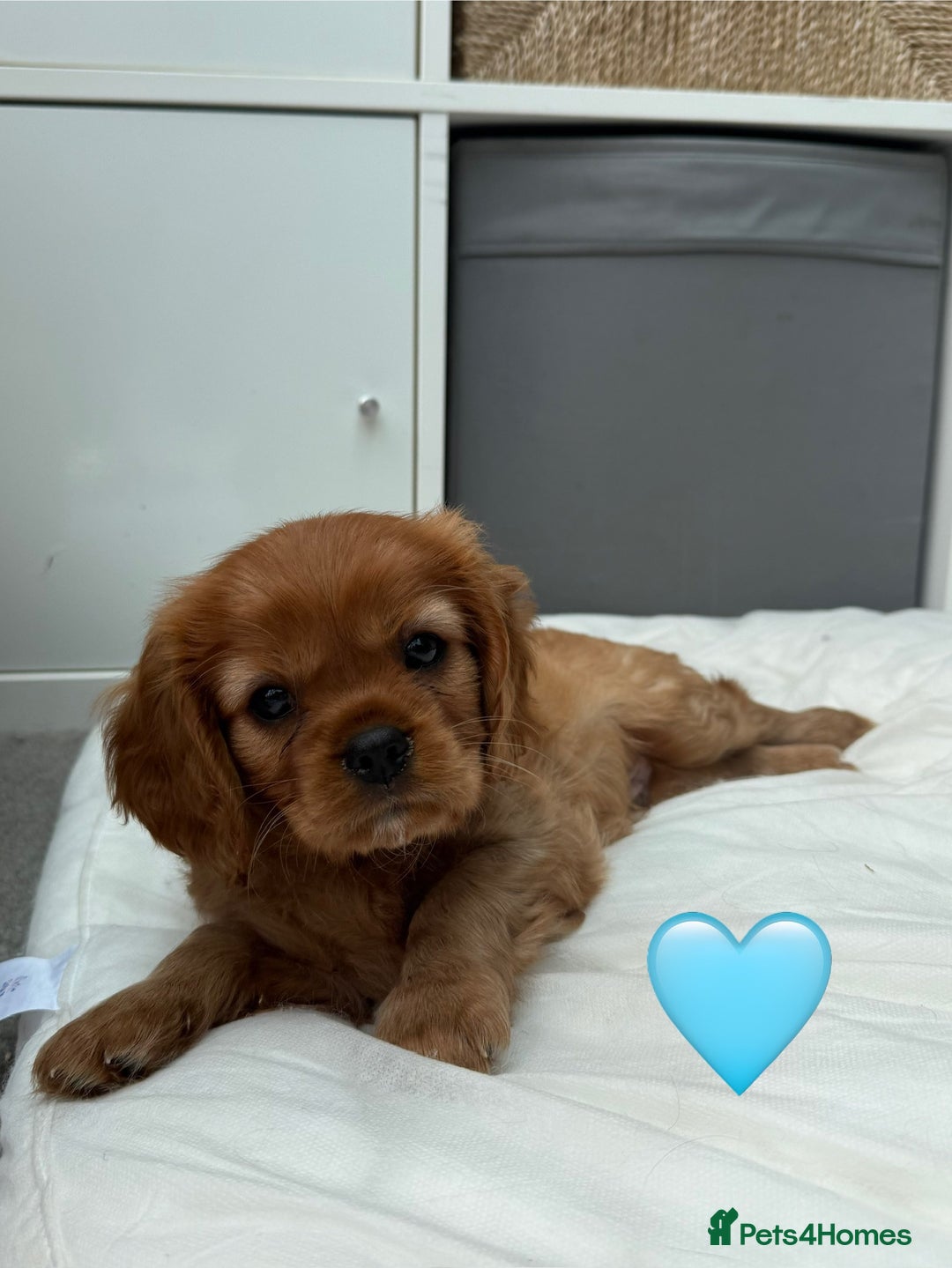 Cavalier King Charles Spaniel dogs for sale: Beautiful Ruby boys - Image 6