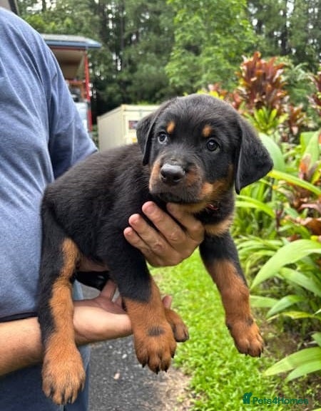 Rottweiler dogs for sale: Healthy Pure chunky big bone puppies in Chichester - Advert 5