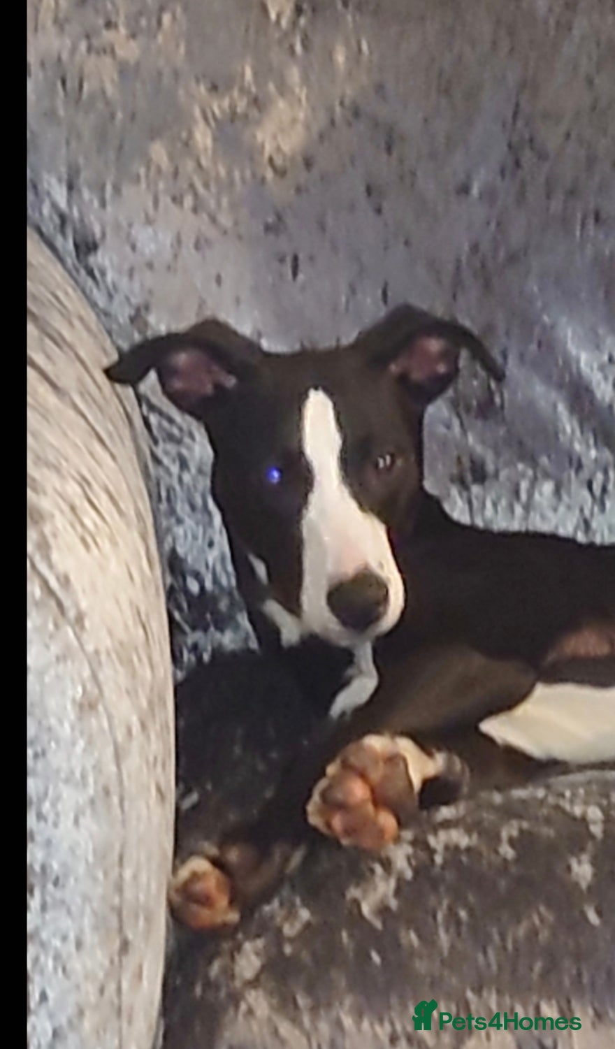 Mixed Breed dogs Lurcher - Advert 2