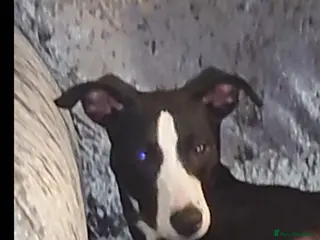 Mixed Breed dogs Lurcher - Advert 2