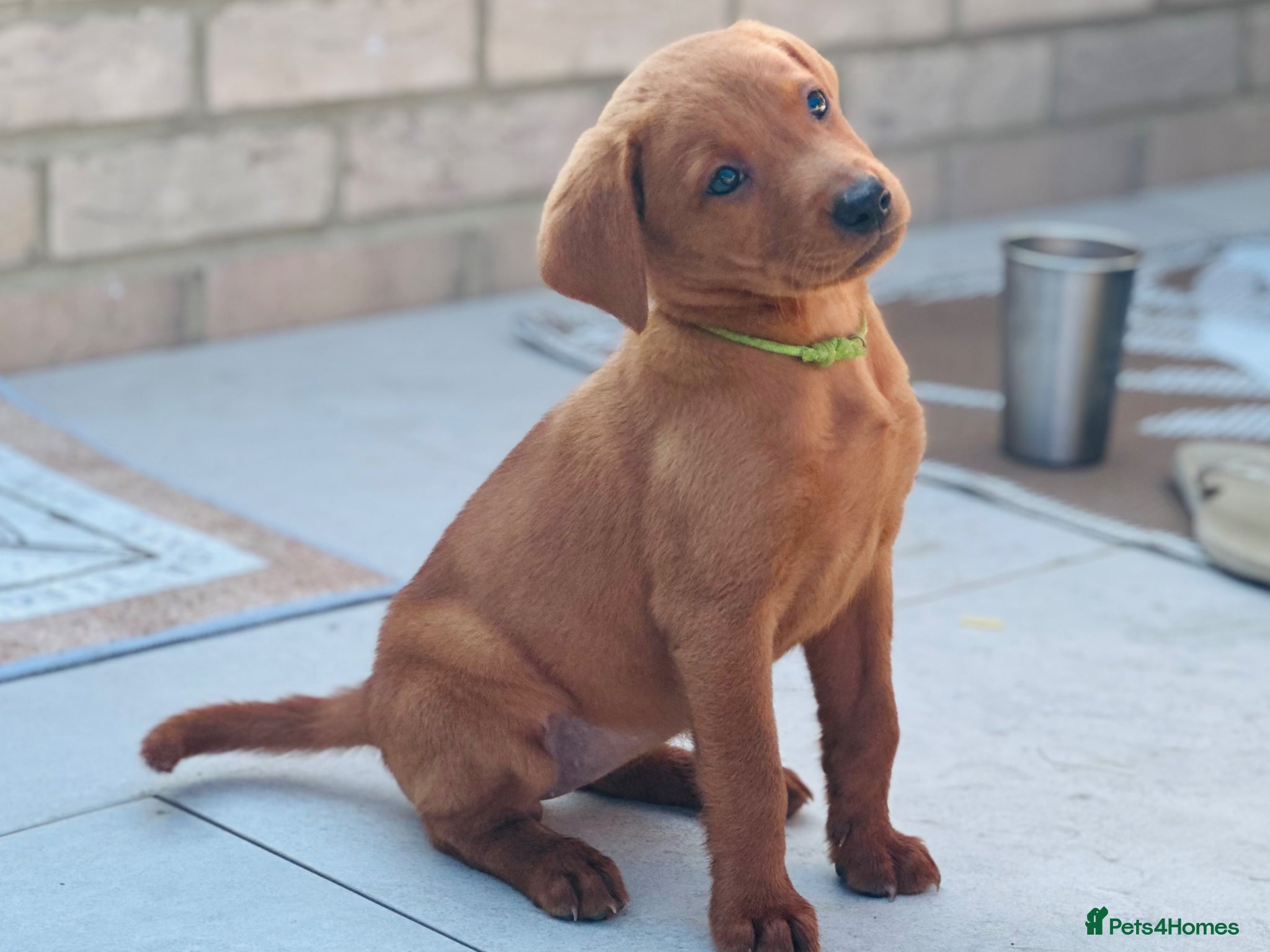 Labrador Retriever dogs Mahogany fox red Labrador  - Advert 2