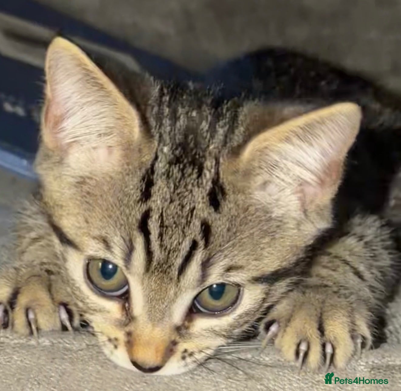 Mixed Breed cats PRICE DROP - Beautiful kitten - Ready to go 🏡  - Advert 11