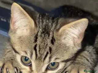 Mixed Breed cats PRICE DROP - Beautiful kitten - Ready to go 🏡 - Advert 11