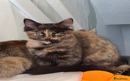 Mixed Breed cats for sale: Fluffy must go  - Image 1