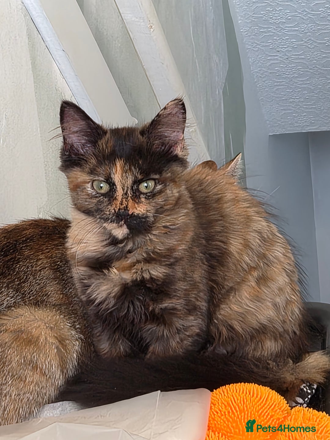 Mixed Breed cats for sale: Fluffy must go  - Image 1