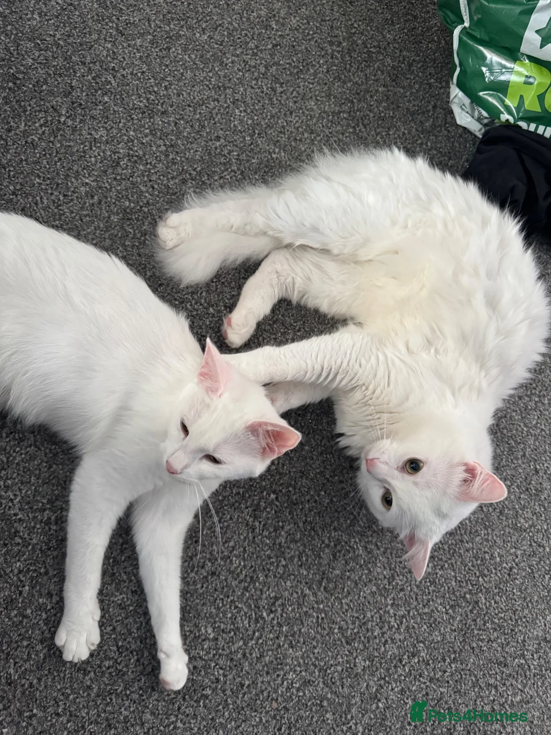 Turkish Angora cats for sale: Kitten for sale - Advert 1