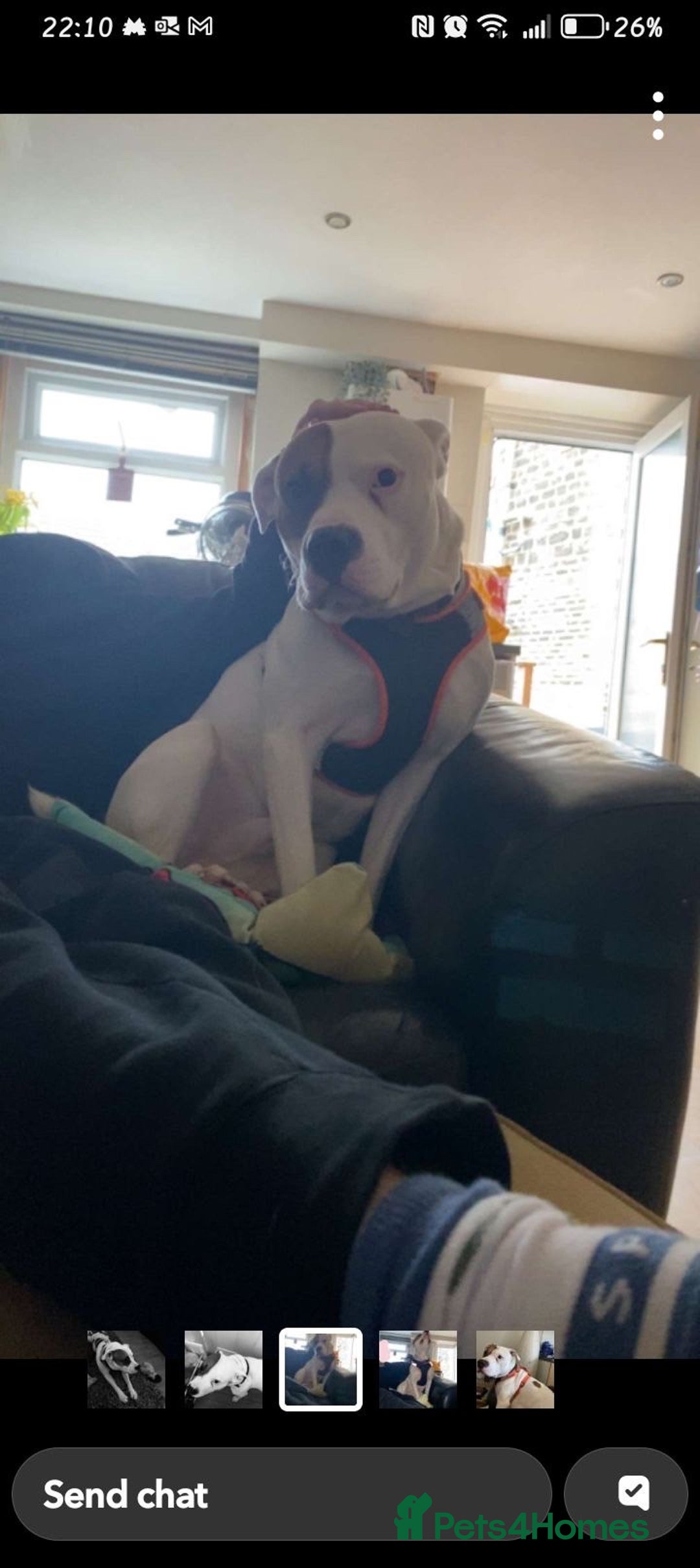 American Bulldog dogs for stud: American bulldog cross dogo Argentino - Image 3